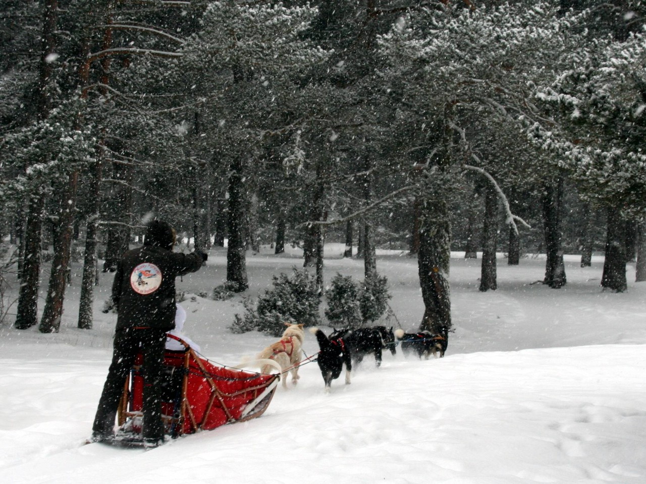 En Capcir  - traineaux à chiens dans la forêt de La Matte