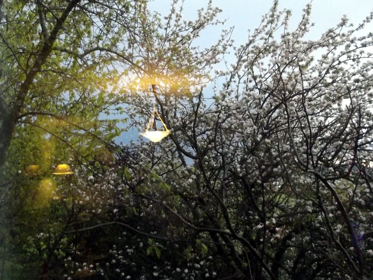 Printemps - Reflets de luminaires sur la vitre du salon et les arbres en fleurs