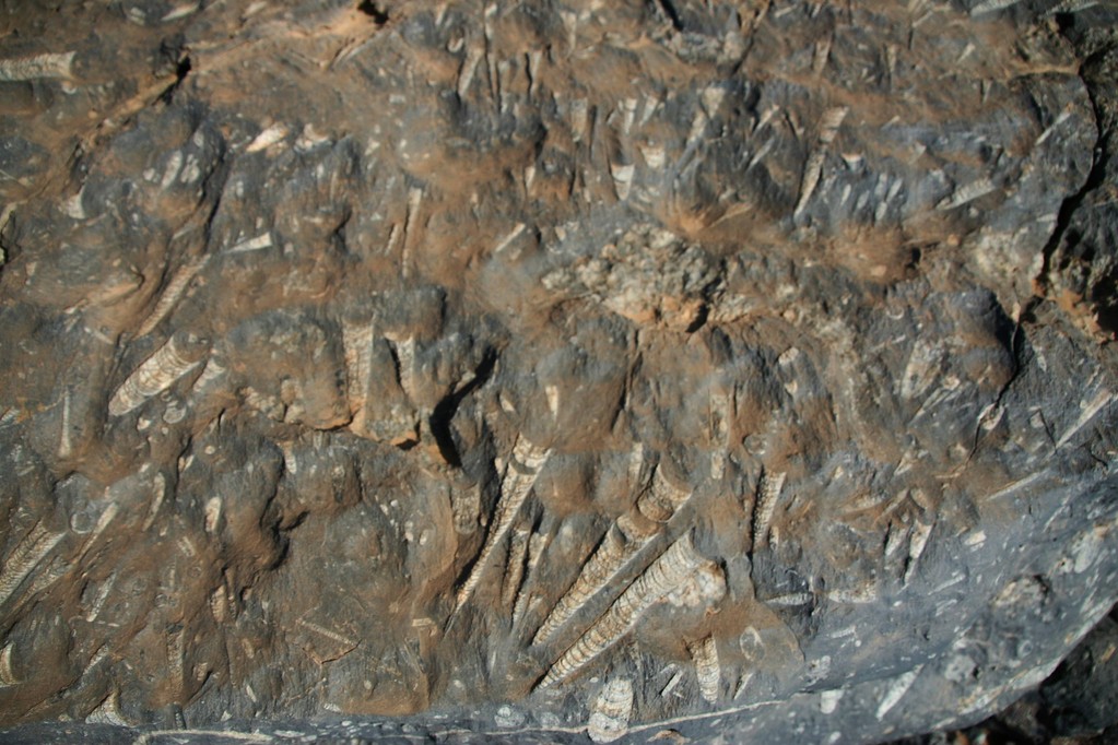 les rostres de bélemnites