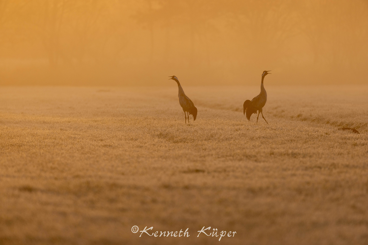 Januar 2023 - Kranichpaar im Nebel 