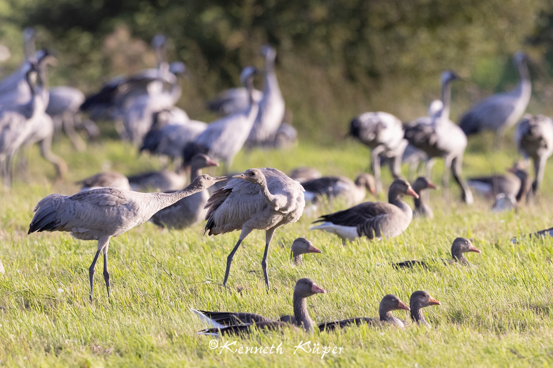September 2025 - Geschwisterliebe bei den Kranichen an der Ostseeküste