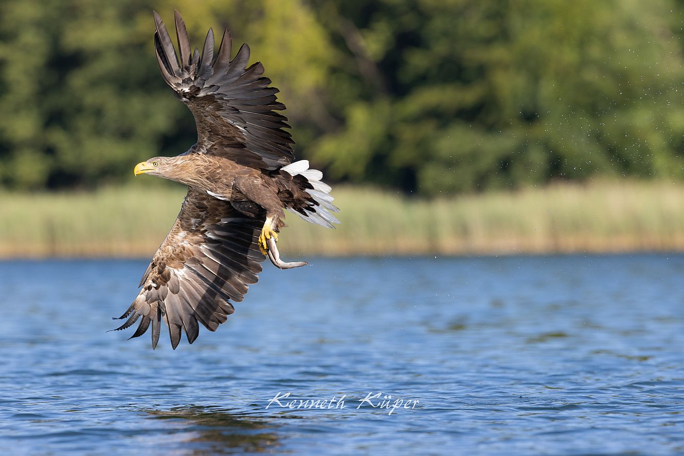 August 2020 - Seeadler mit Beute