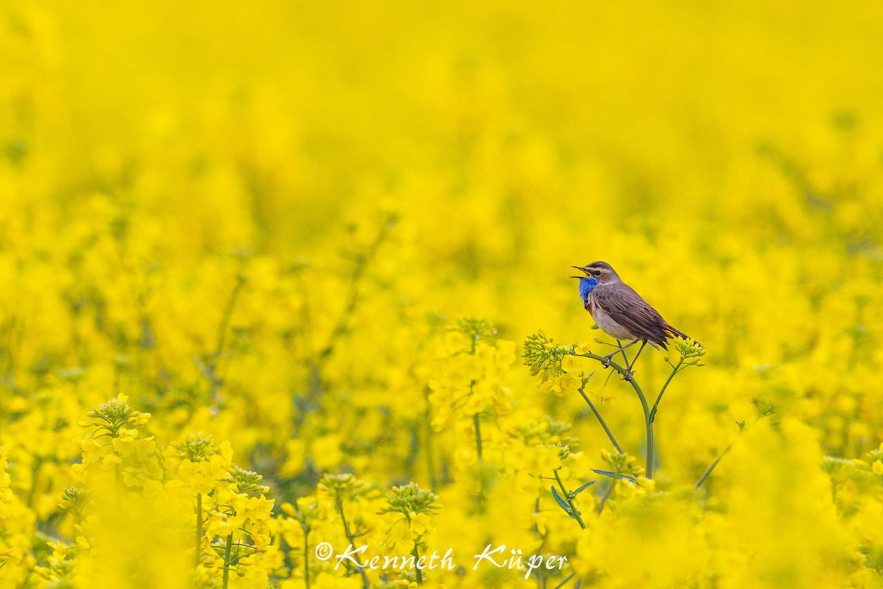 April 2023 - Blaukehlchen im Raps