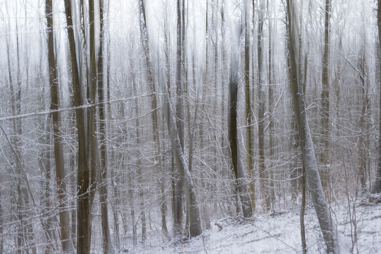 Januar 2021 - Schneestimmung im Wald