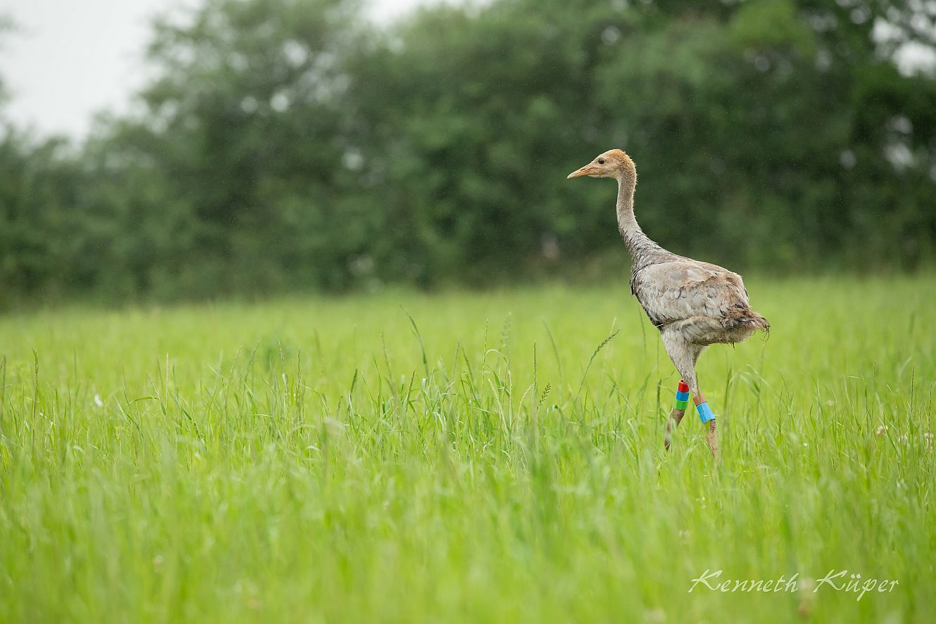 Juni 2020 - Kranich Jungvogel wird nach der Beringung freigelassen