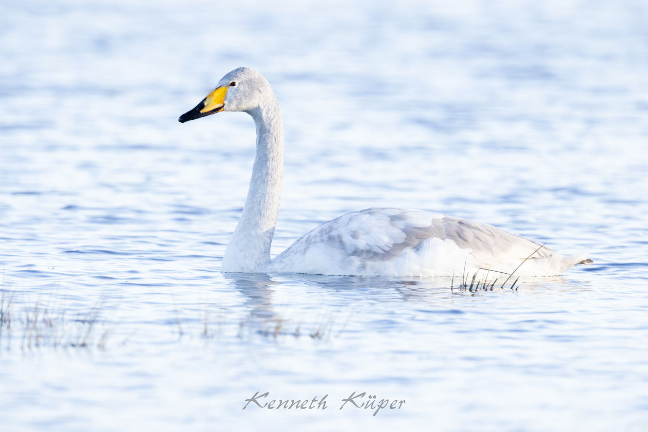 Februar 2022 - Singschwan auf überschwemmtem Feld