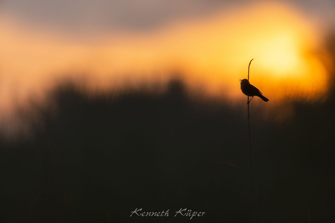 April 2021 - Blaukehlchen während des Sonnenaufgangs