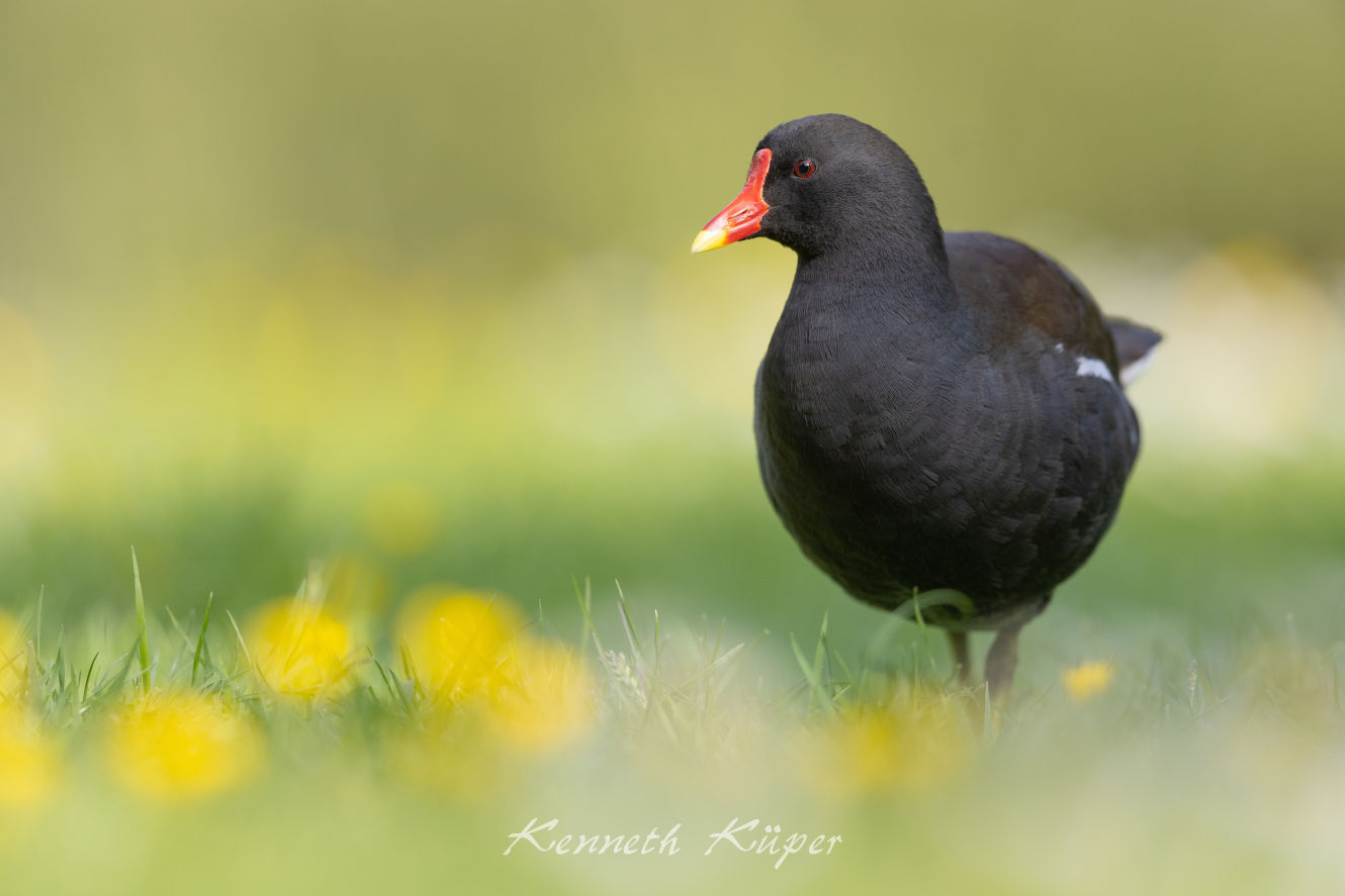 Mai 2022 - Teichhuhn in der Abendsonne