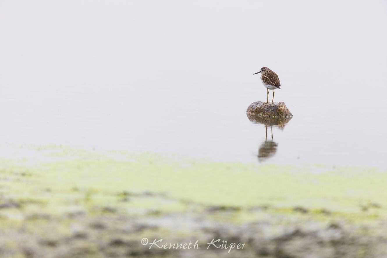 Juli 2022 - Bruchwasserläufer ruhend auf einem Stein