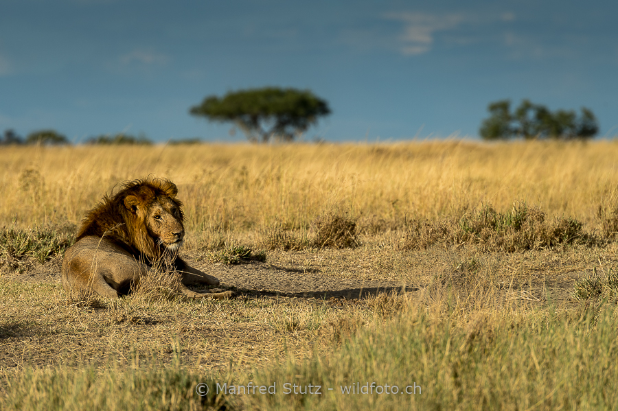 Löwenmännchen in seinem Lebensraum der Afrikanischen Savanne