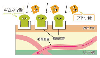 ブドウ糖が入る糖輸送体に先にギムネマが入ることによって、糖は破壊され血管の中に運ばれる量が減り、血糖値の上昇が穏やかになる