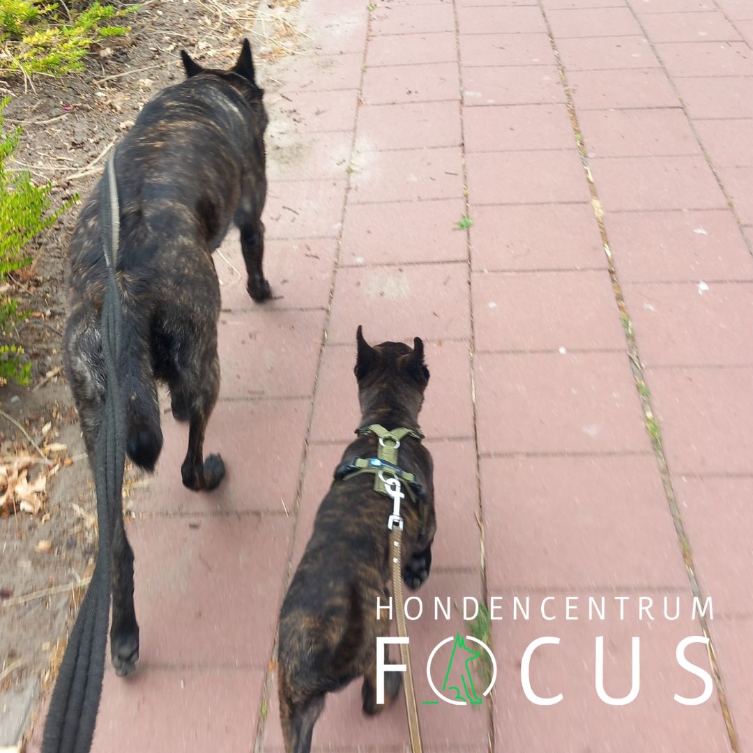 Wanneer je pup ´foei´ en ´nee´ lijkt te heten... wat dan?