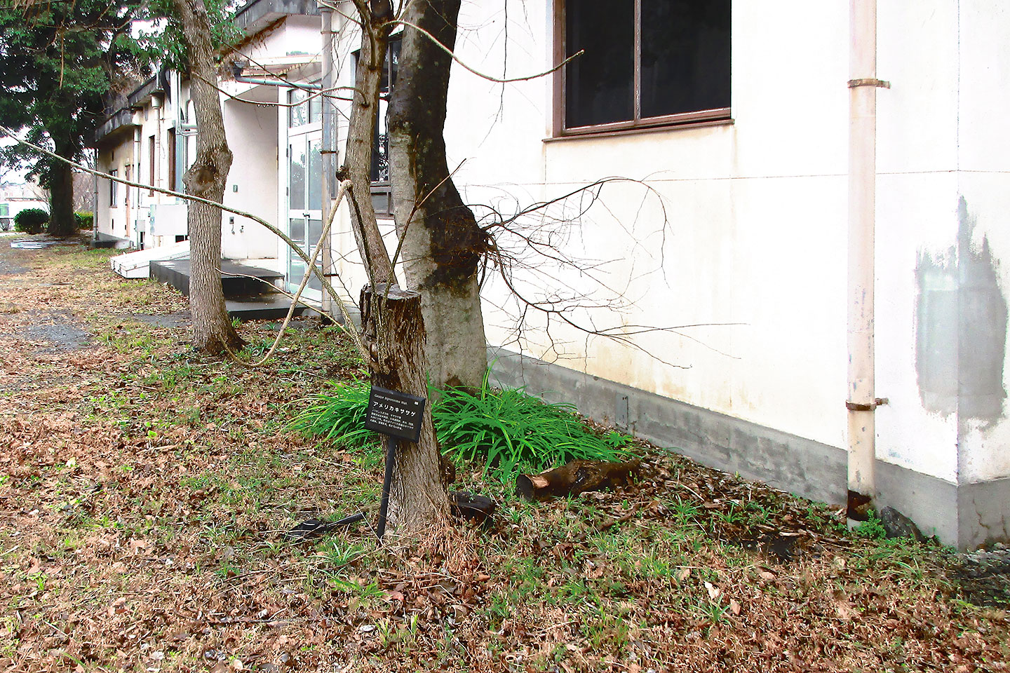 遺伝研 放射線実験室外構他整備設計業務
