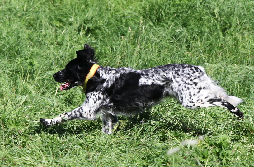 Mein Hund geht auf eigene Faust jagen