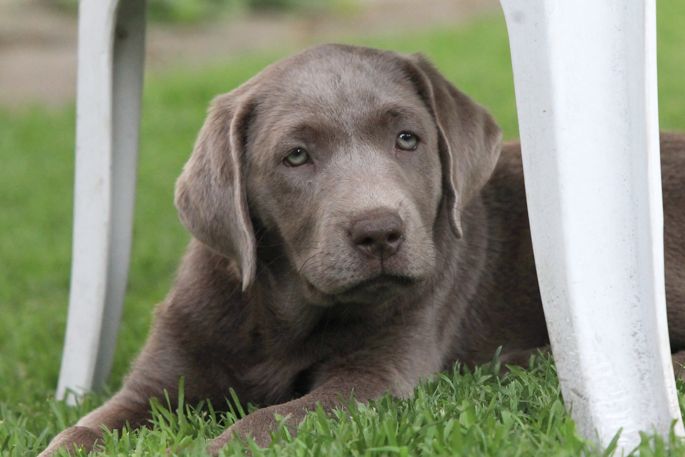 Ein Welpe zieht zu drei erwachsenen Hunden