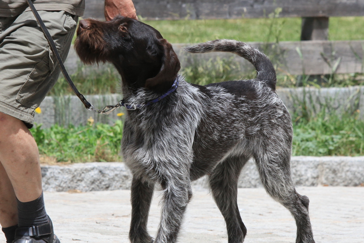 Kupieren von Jagdhunden noch Zeitgemäß?