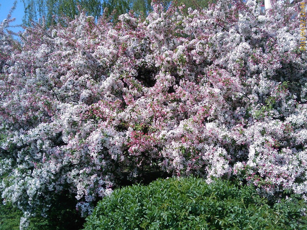 nur im Frühling