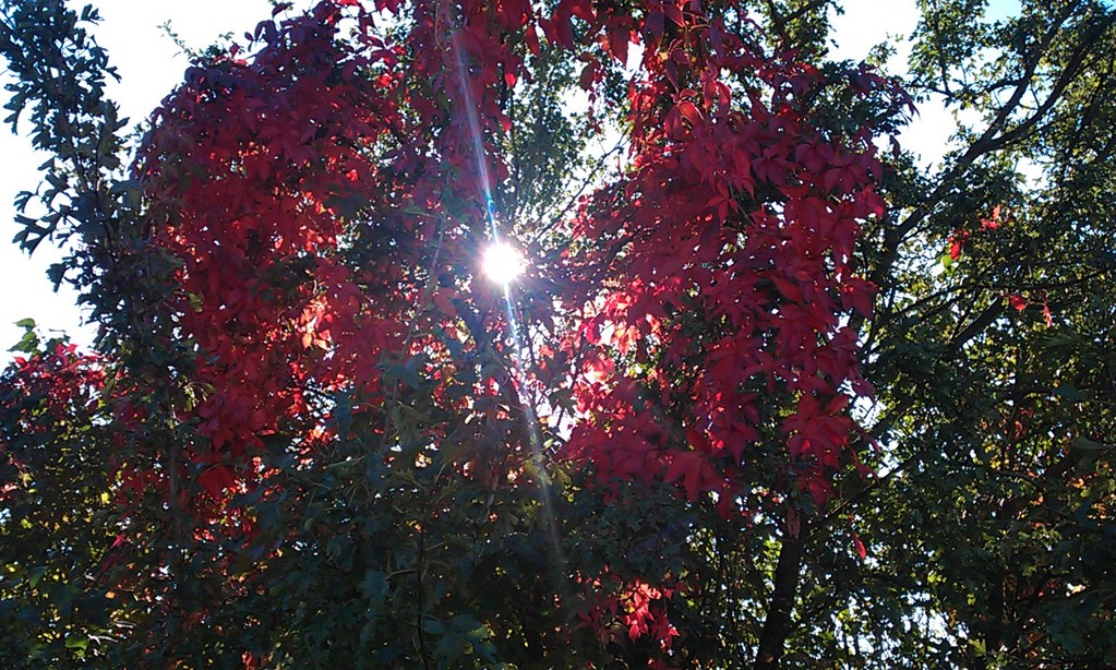 Herbstsonne