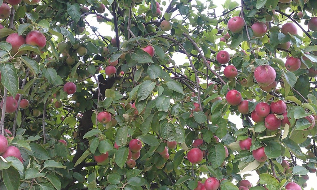 Apfelbaum 2