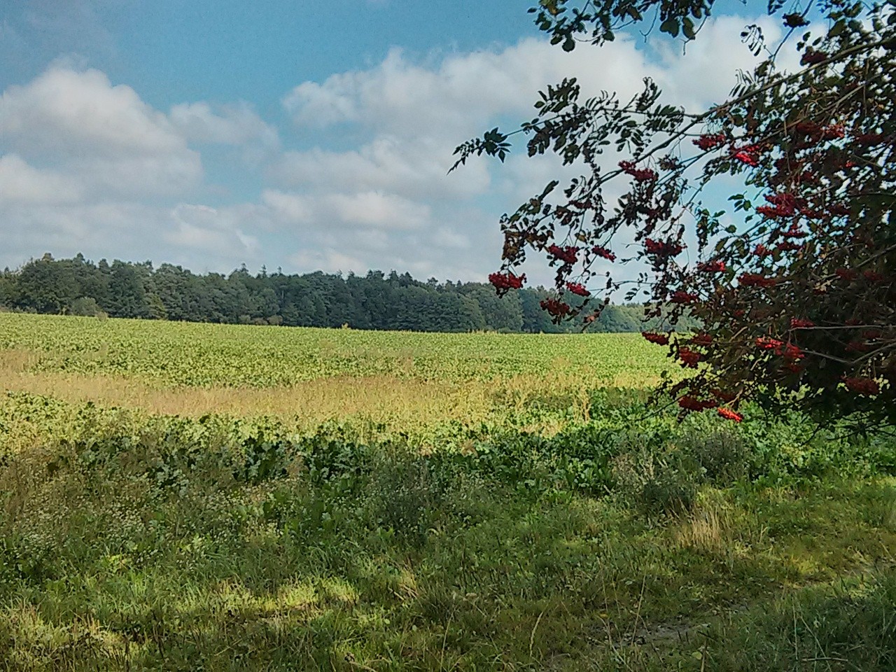 Feld- und Wiesenweg