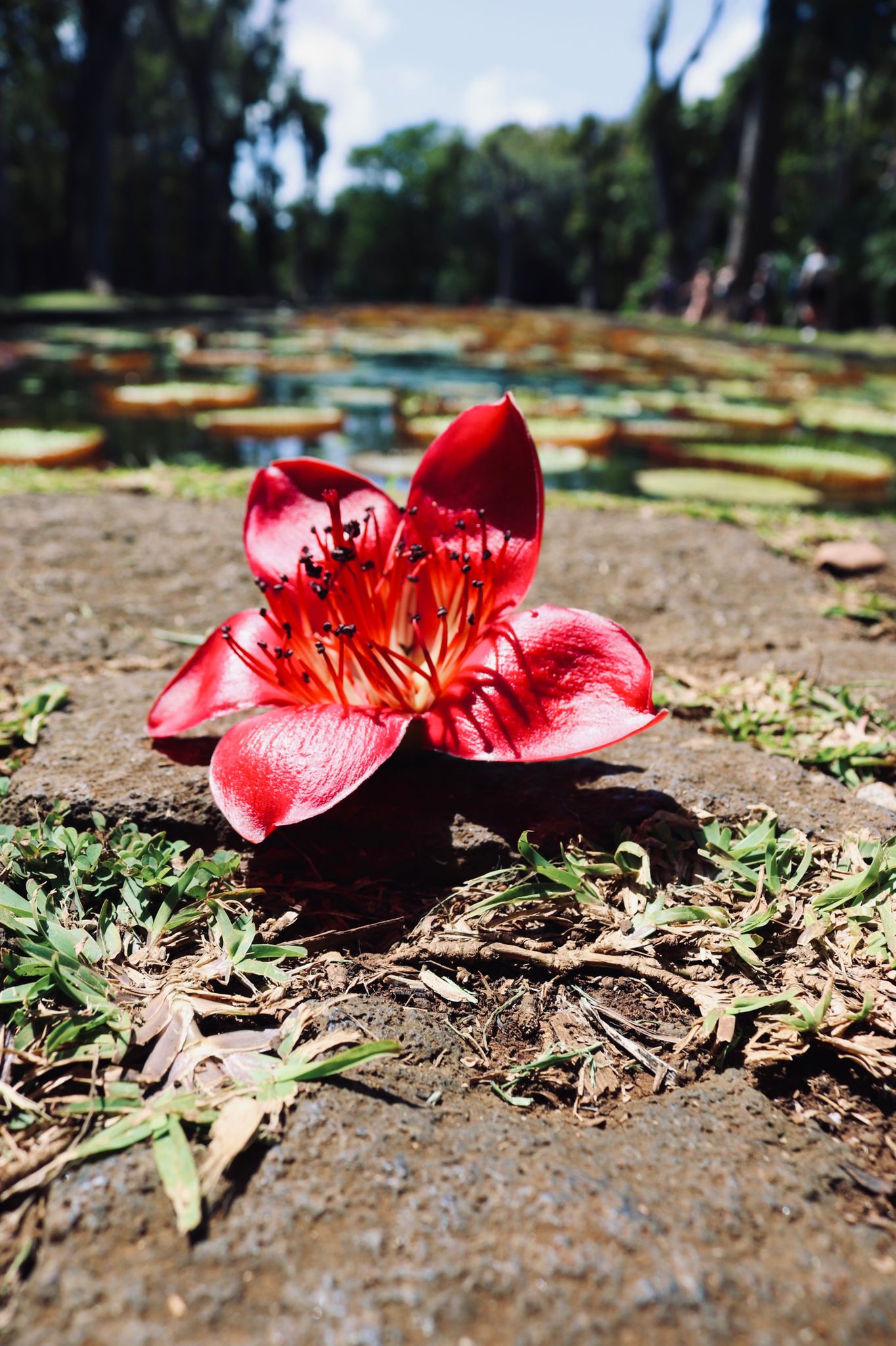 Botanischer Garten