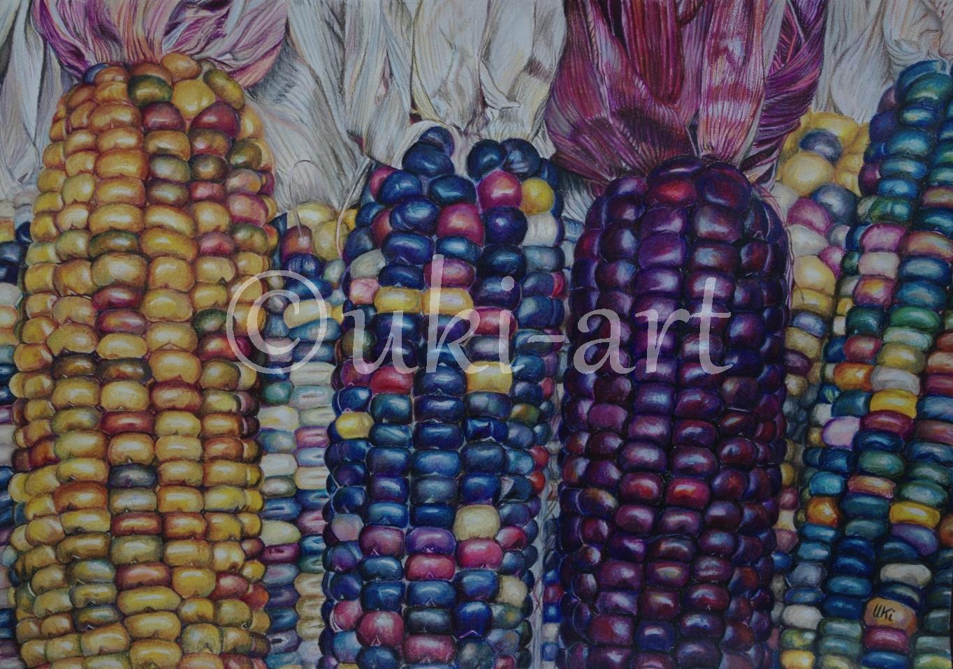Maiskolben, colored pencil, Format DIN A3, free reference photo from Sally Robertson