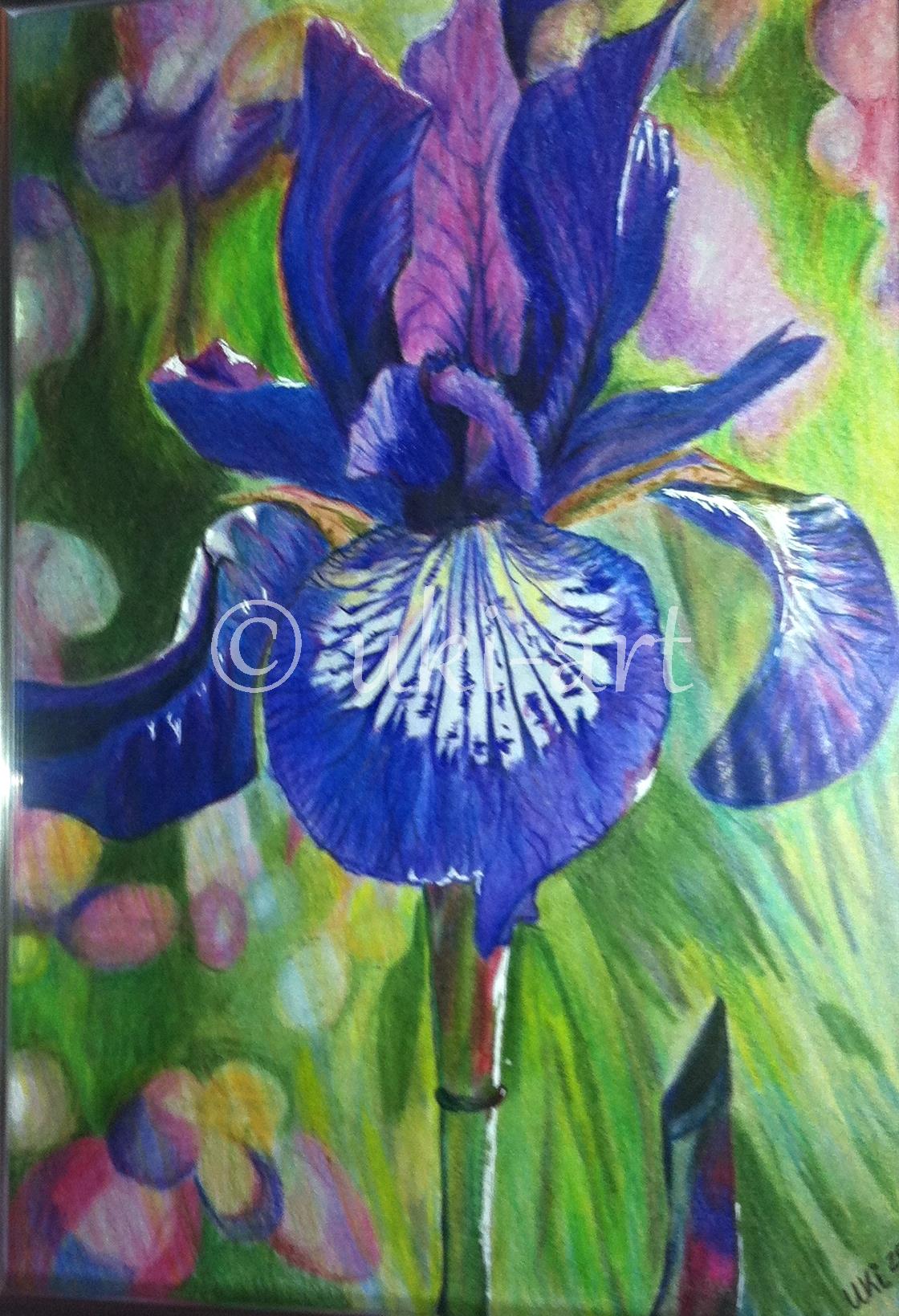 Irisblüte - colored pencil, DIN A3, reference photo by my own