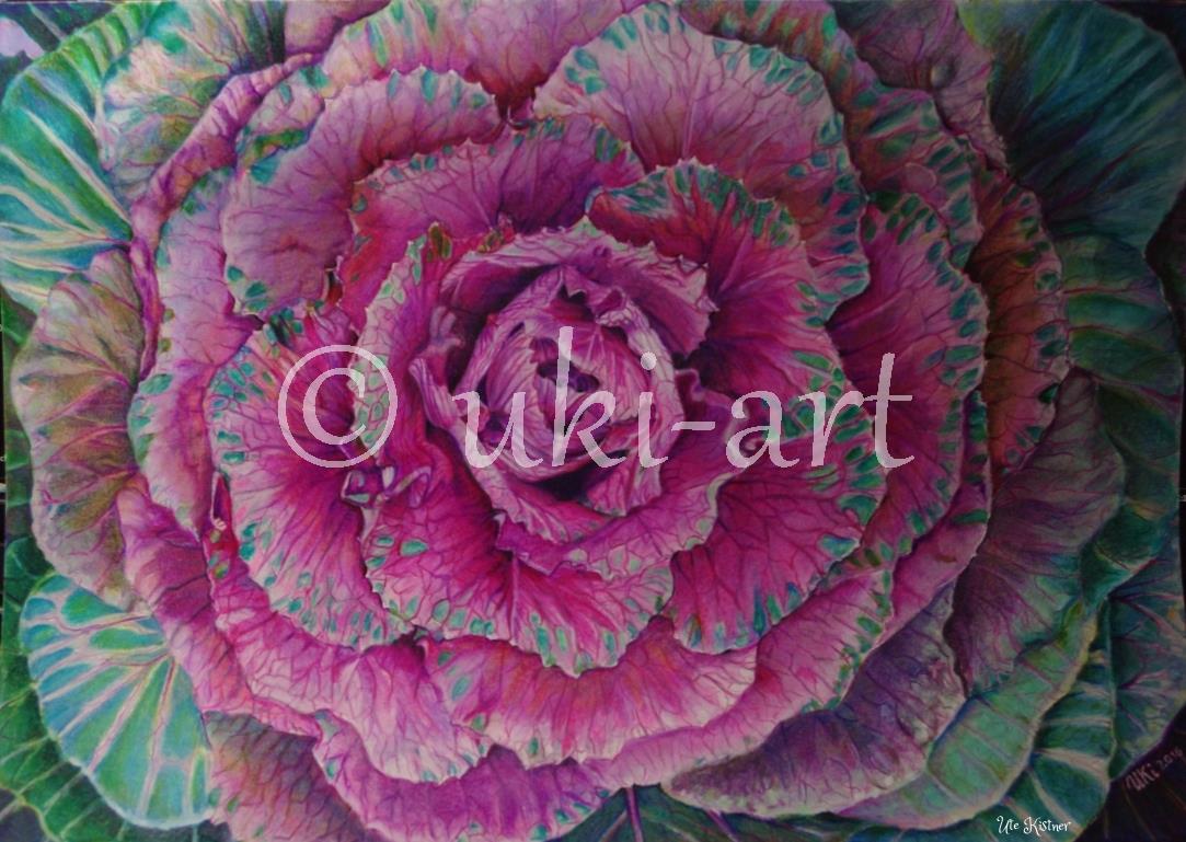 Zierkohl, colored pencil, Format DIN A3, free reference photo from Sally Robertson