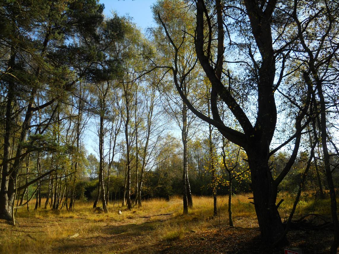 Lüneburger Heide Schneverdingen