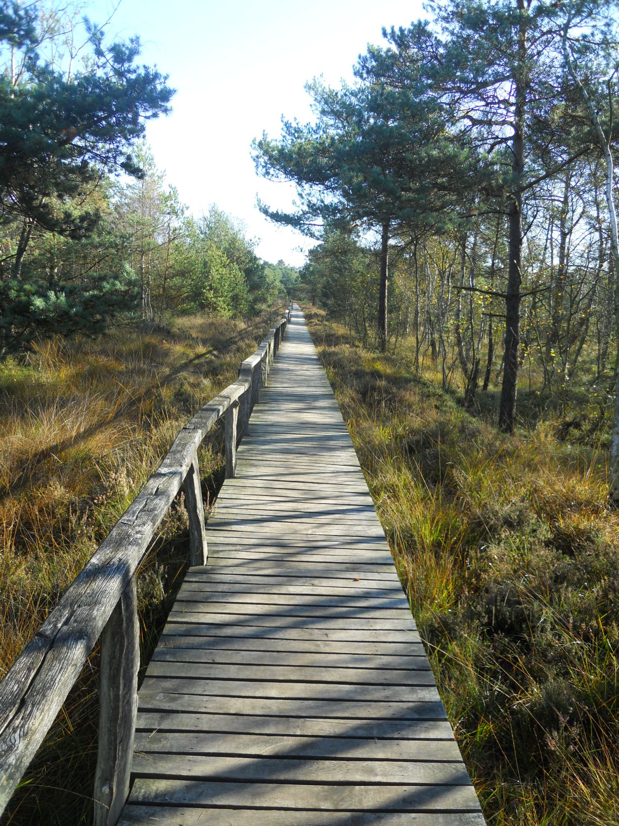 Lüneburger Heide Moorpfad