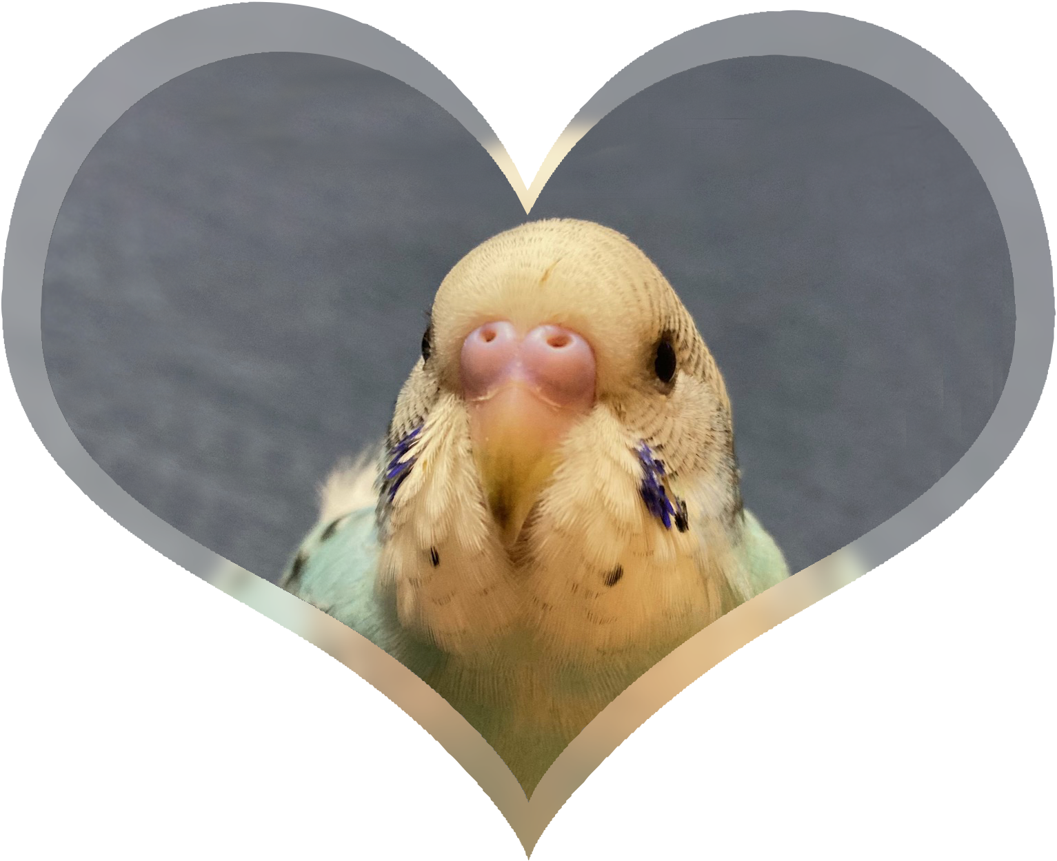 我が家のペット3