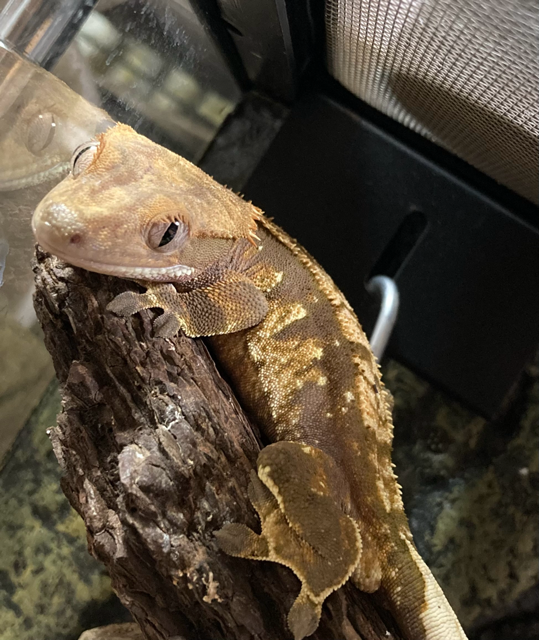 我が家のペット2