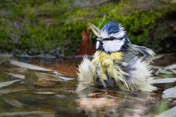 Extremhitze bringt Wildvögel in Not