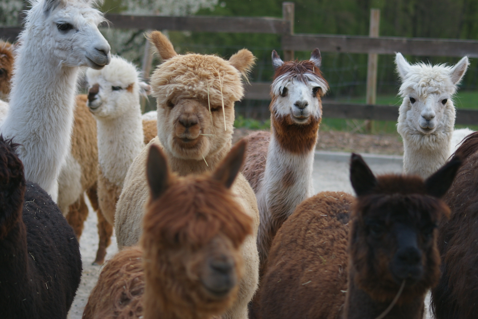 Die Alpakas - TierNatur Erlebnishof Freienhalle