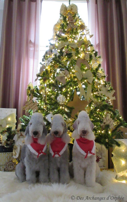 Cliquez sur la photo pour accéder à la rubrique de Noël des Miss 