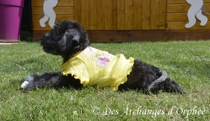 Petite grenouille en tee-shirt jaune 