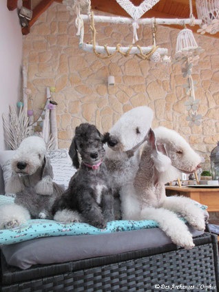 4 Bedlington, 3 générations, 2 Archanges (6 ans et 9 semaines) et une super tatie Tsarine 