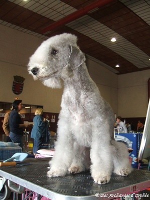 Spécial Terrier show du Luxembourg.