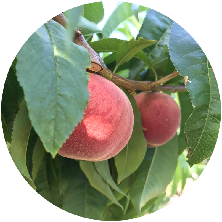 ピーチあぐりちゃん Peachagrichan ページ ピーチあぐりちゃん Peachagrichan ページ