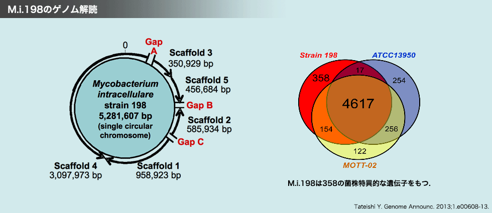 MAC菌の病原性発現機構の解明　M.I.198のゲノム解読