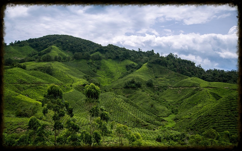 cameron highlands
