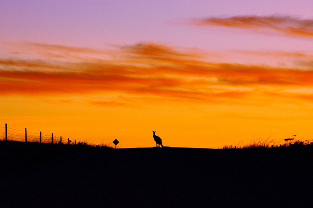kangaroo sunrise