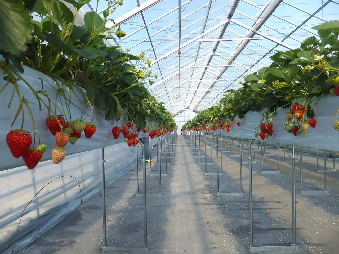 L7 Stawberry Pickingup and Kawagoe Course Find your own Cool Tokyo