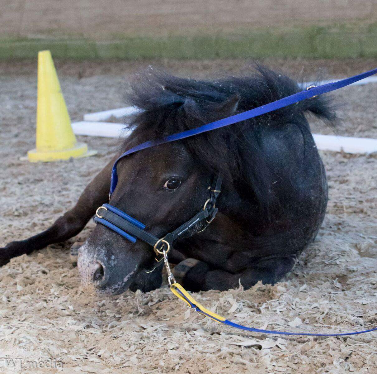 Merkblatt Pony Campus