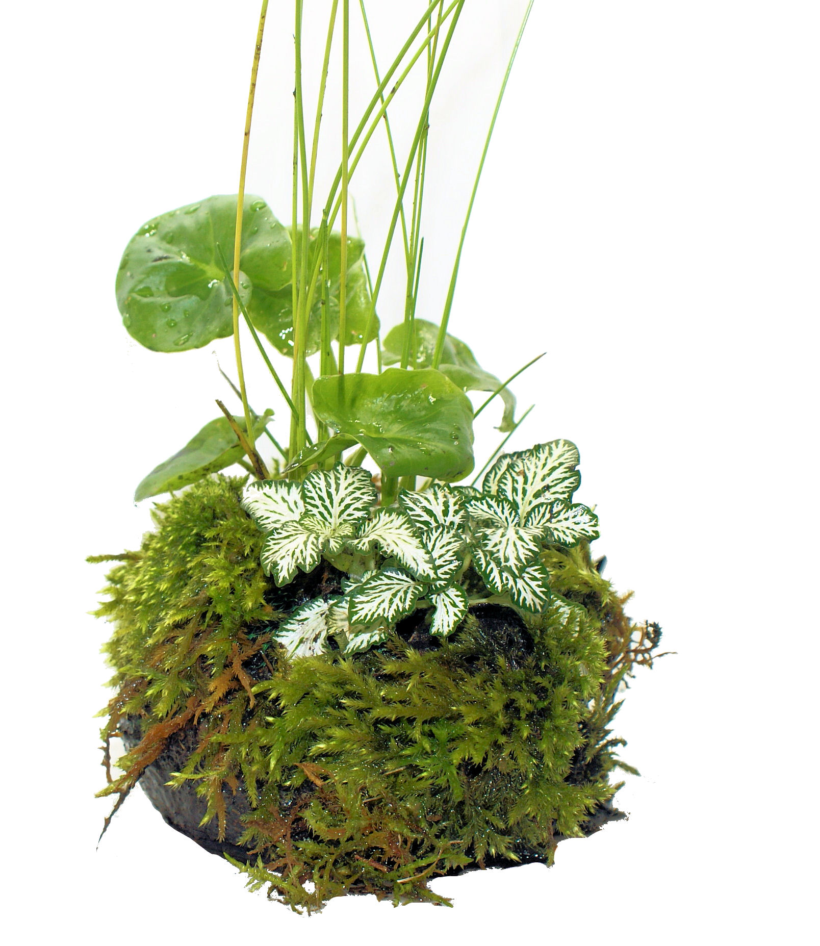 Wabikusa&Pflanzhilfen - Bonsai-Garnelen Aquaristik Wettstein,alles rund um  Garnelen und Fischen aus eigener Nachzucht. Zubehr, sowie Aquarien,  Pflanzen. Oder ganz einfach, alles was der Aquarianer sucht :-)
