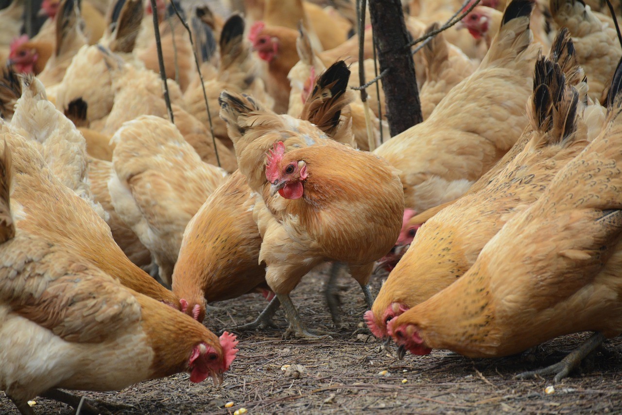 Vogels Alles Over Huisdieren