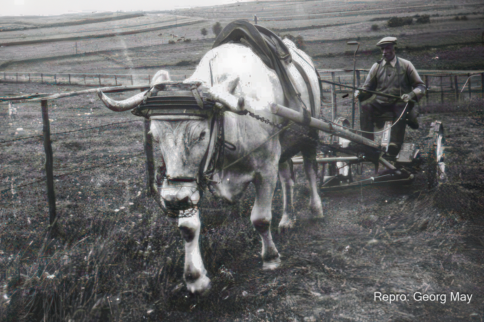 Ochsengespann mit Mähmaschine, um 1939