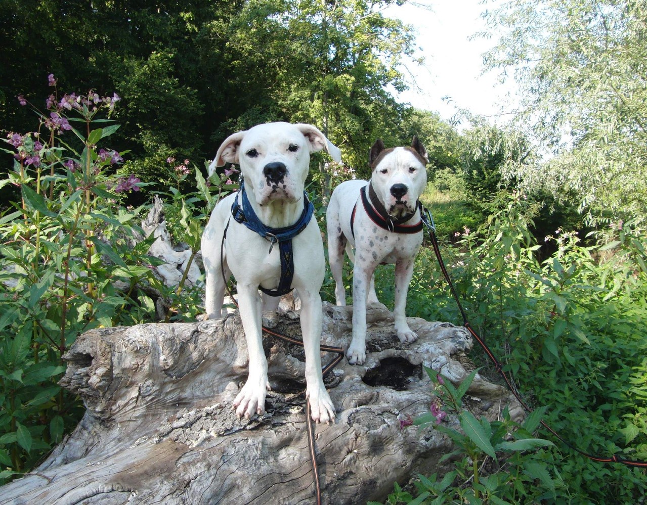 Diva und Diego suchen ihre Menschen Tierschutzverein Esslingen u.U. e