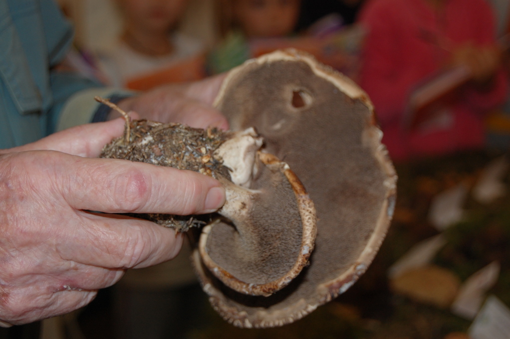 Ecco  le parti del fungo: il cappello, le lamelle...