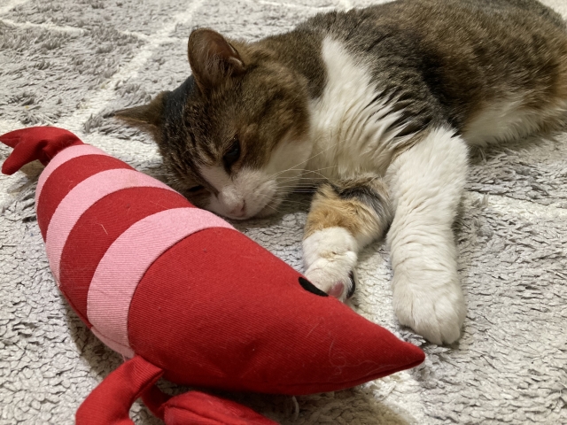 猫様の引越し